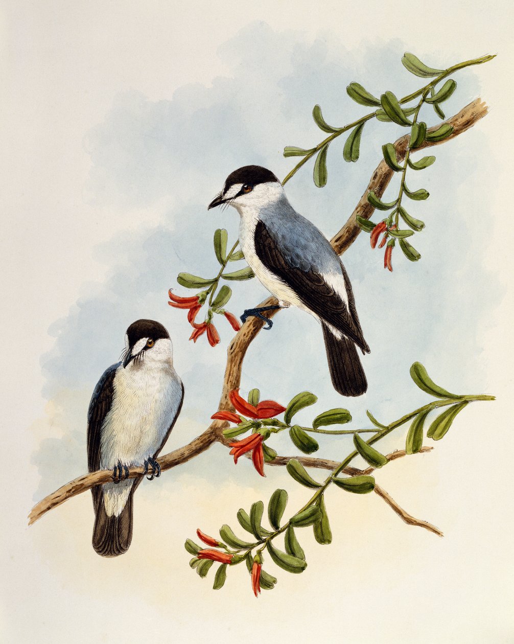 Torrent Robin (Monachella muelleriana), metszet: William Matthew Hart (1830-1908), Egyesült Királyság alkotó: William Matthew Hart