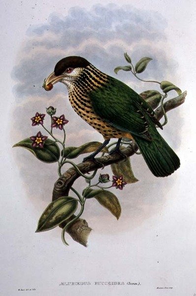Fehér fülű macskamadár - Ailuroedus Buccoides (színes litho) alkotó: William Matthew Hart
