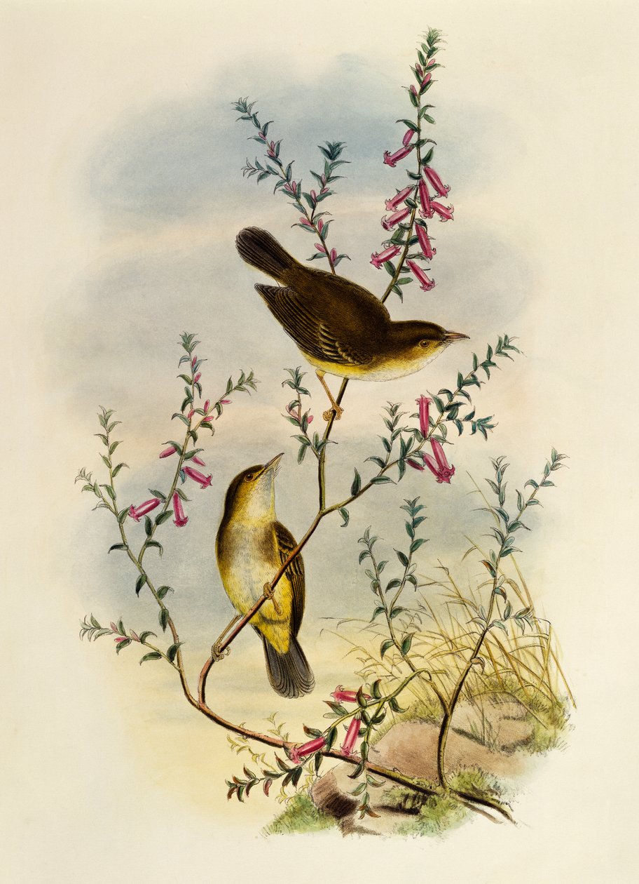 Fehér foltos légykapó (Pseudogerygone notata), metszet: William Matthew Hart (1830-1908), Egyesült Királyság alkotó: William Matthew Hart