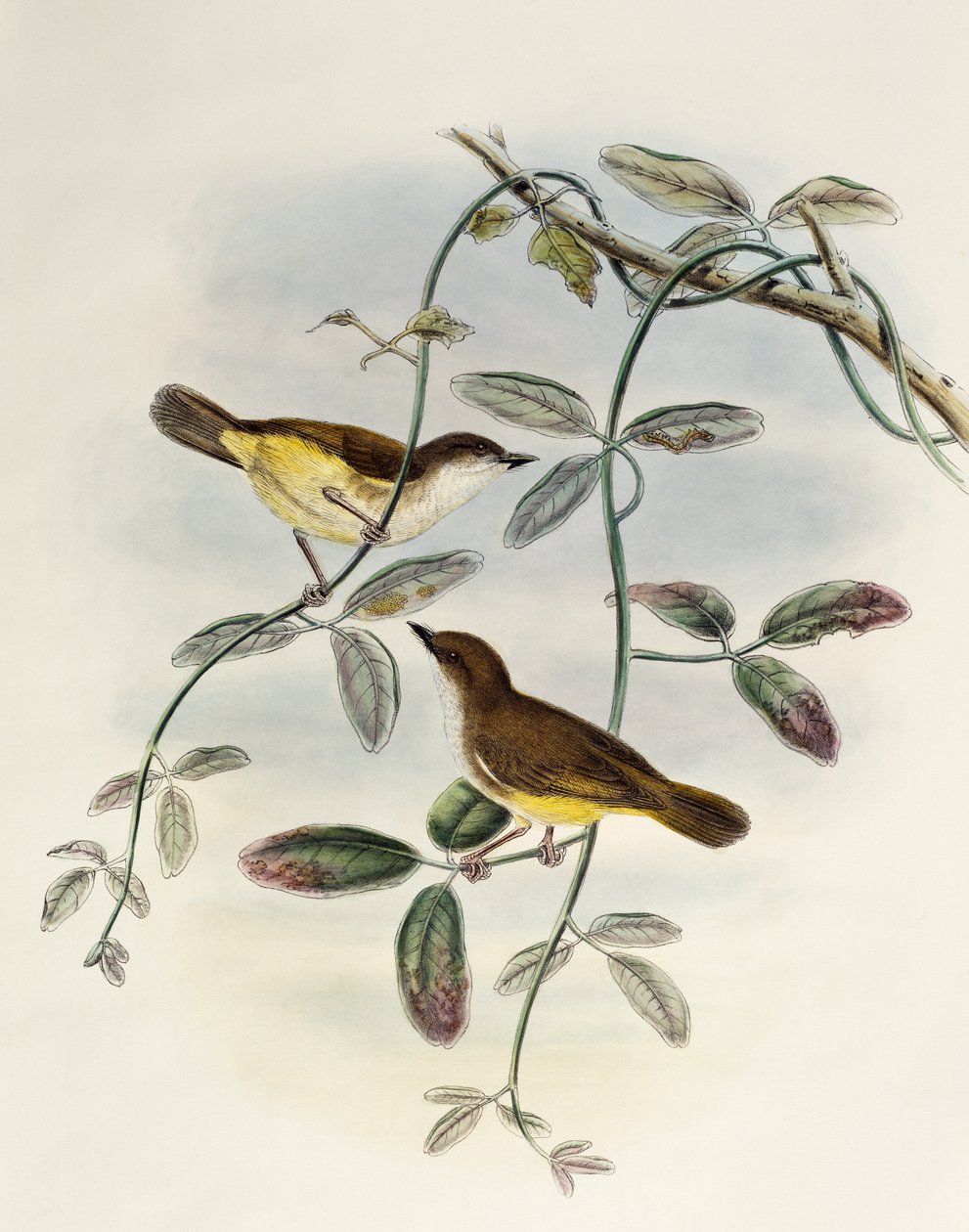 Sárgahasú Gerygone (Gerygone chrysogaster), litográfia az Ázsia madaraiból alkotó: William Matthew Hart