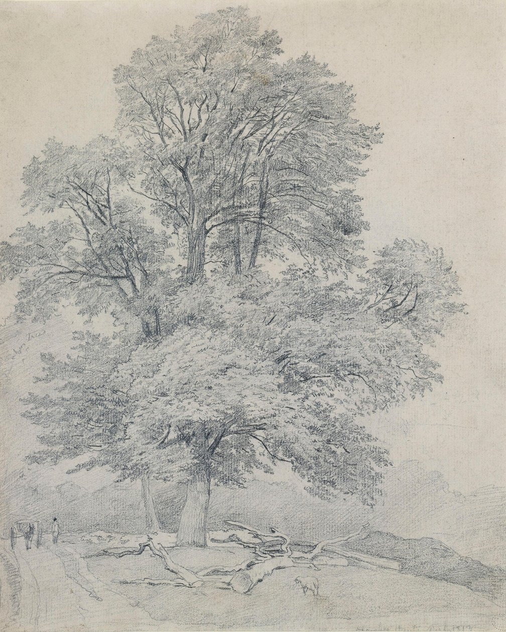 Egy hegyi szilfa Hawleyben, Hampshire-ben alkotó: William Mulready