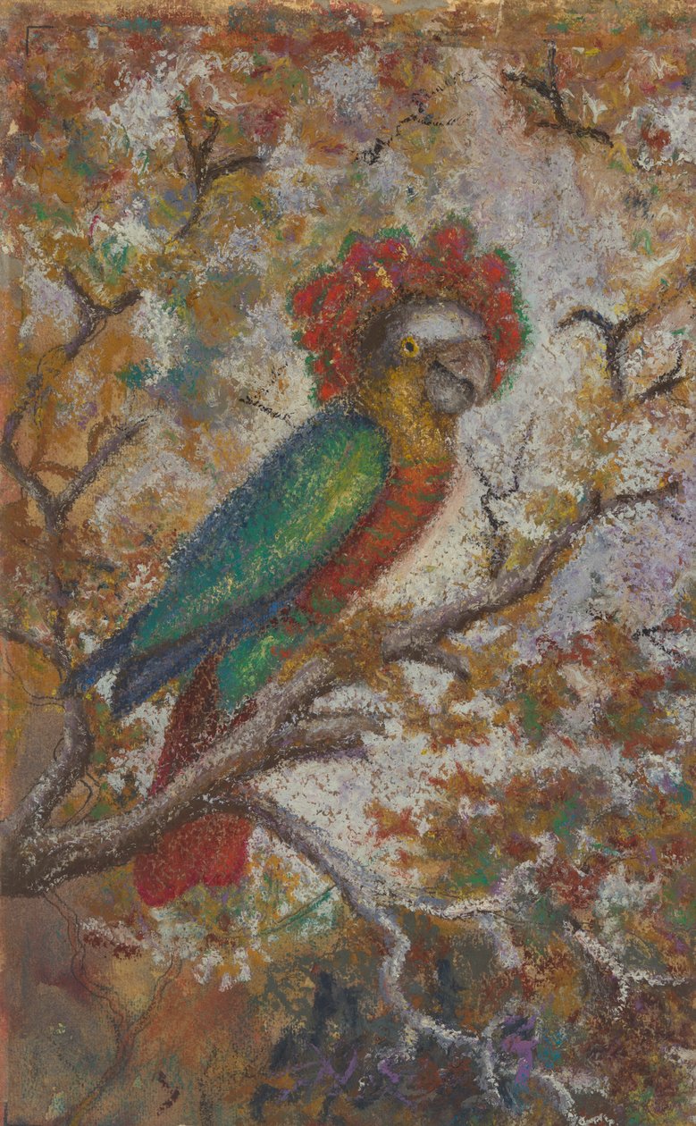Papagáj, 1909. alkotó: William N. Buckner