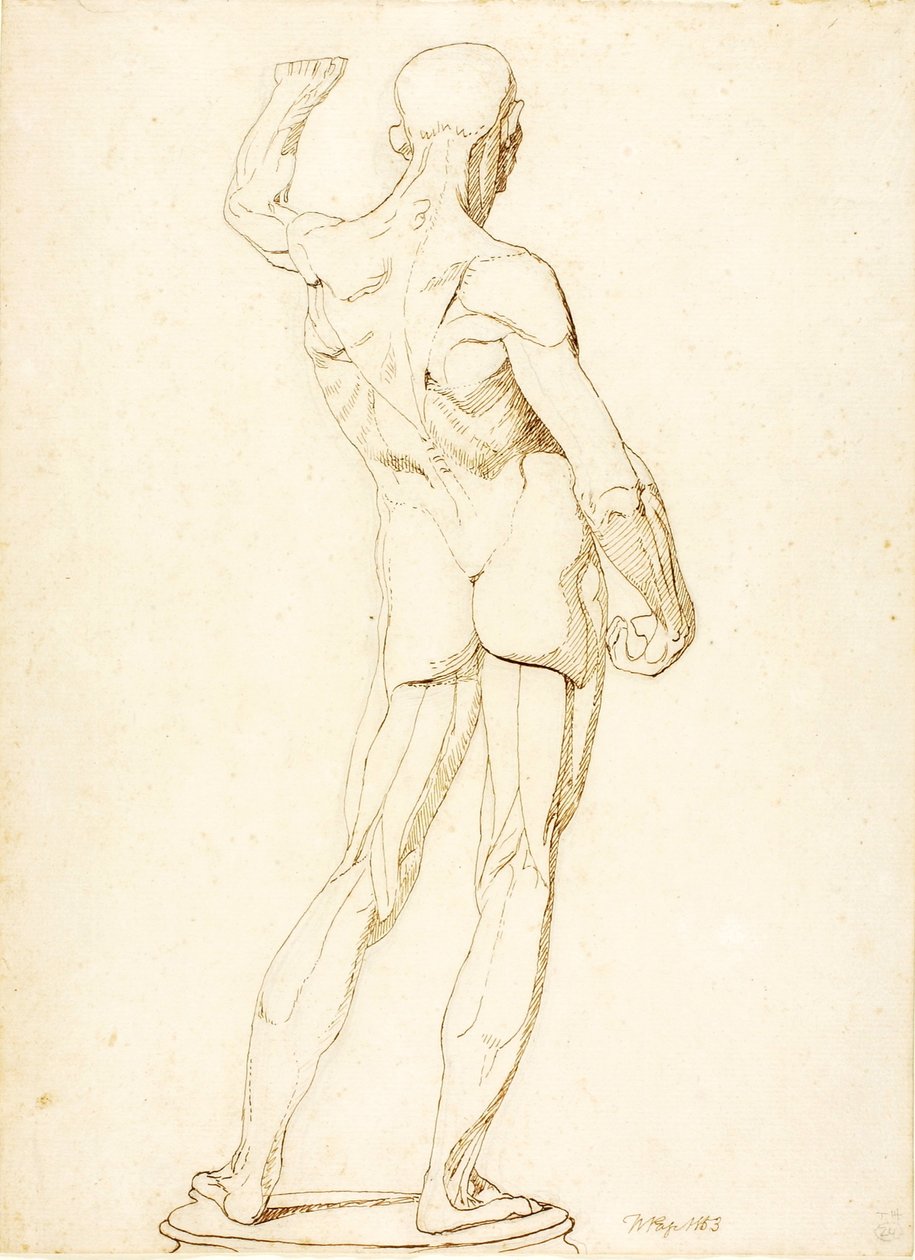(Egy Ecorche, hátulnézet) alkotó: William Page