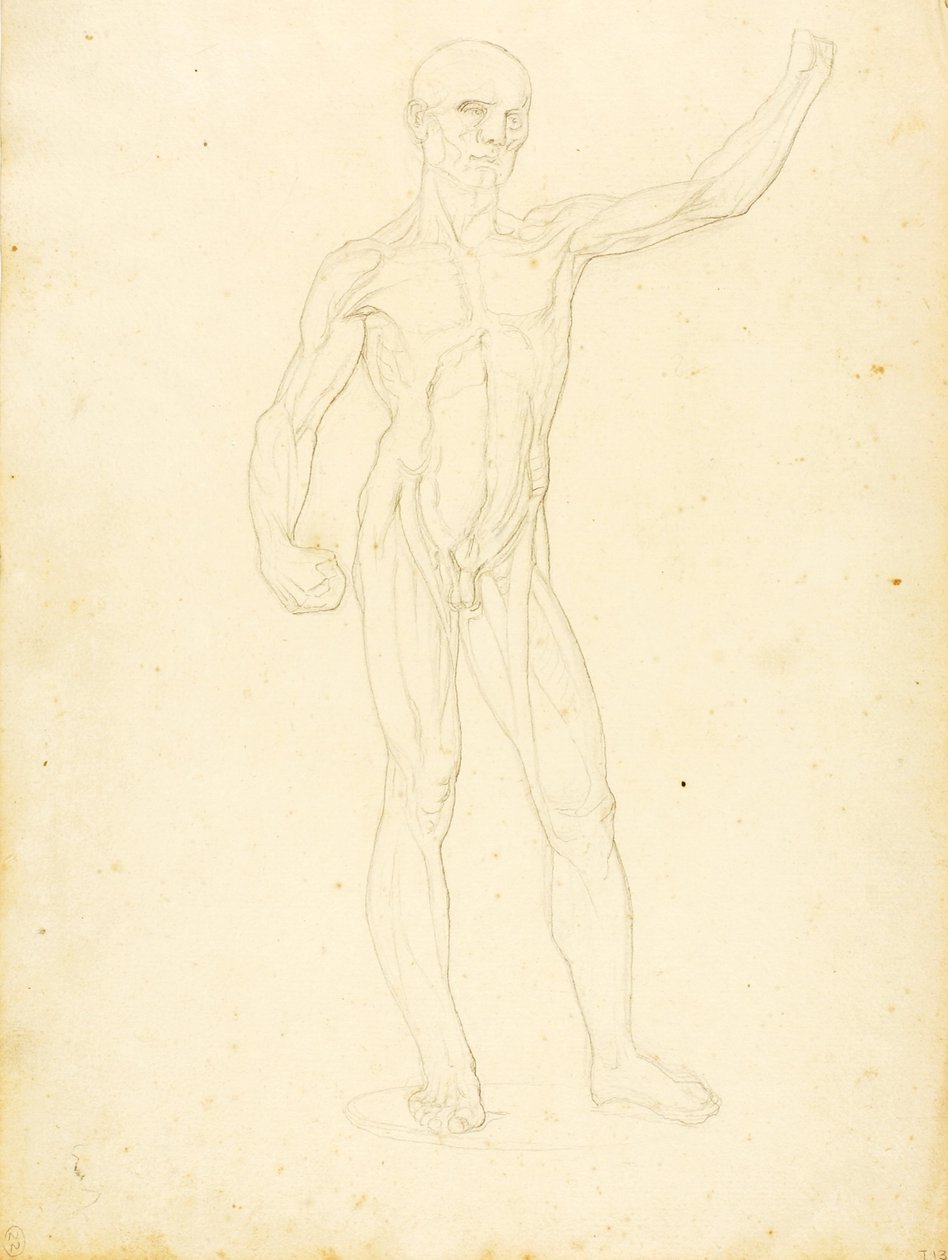 (Egy Ecorche, elölnézet) alkotó: William Page