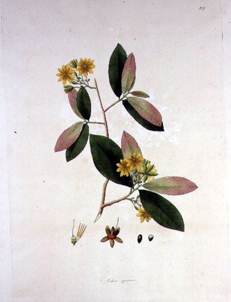 Ochna squarrosa, illusztráció a "The Plants of the Coromandel Coast" című könyvből alkotó: William Roxburgh