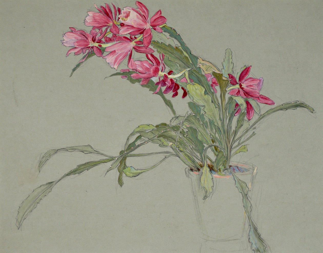 Karácsonyi kaktusz, 1920-30 körül (akvarell) alkotó: William Shackleton