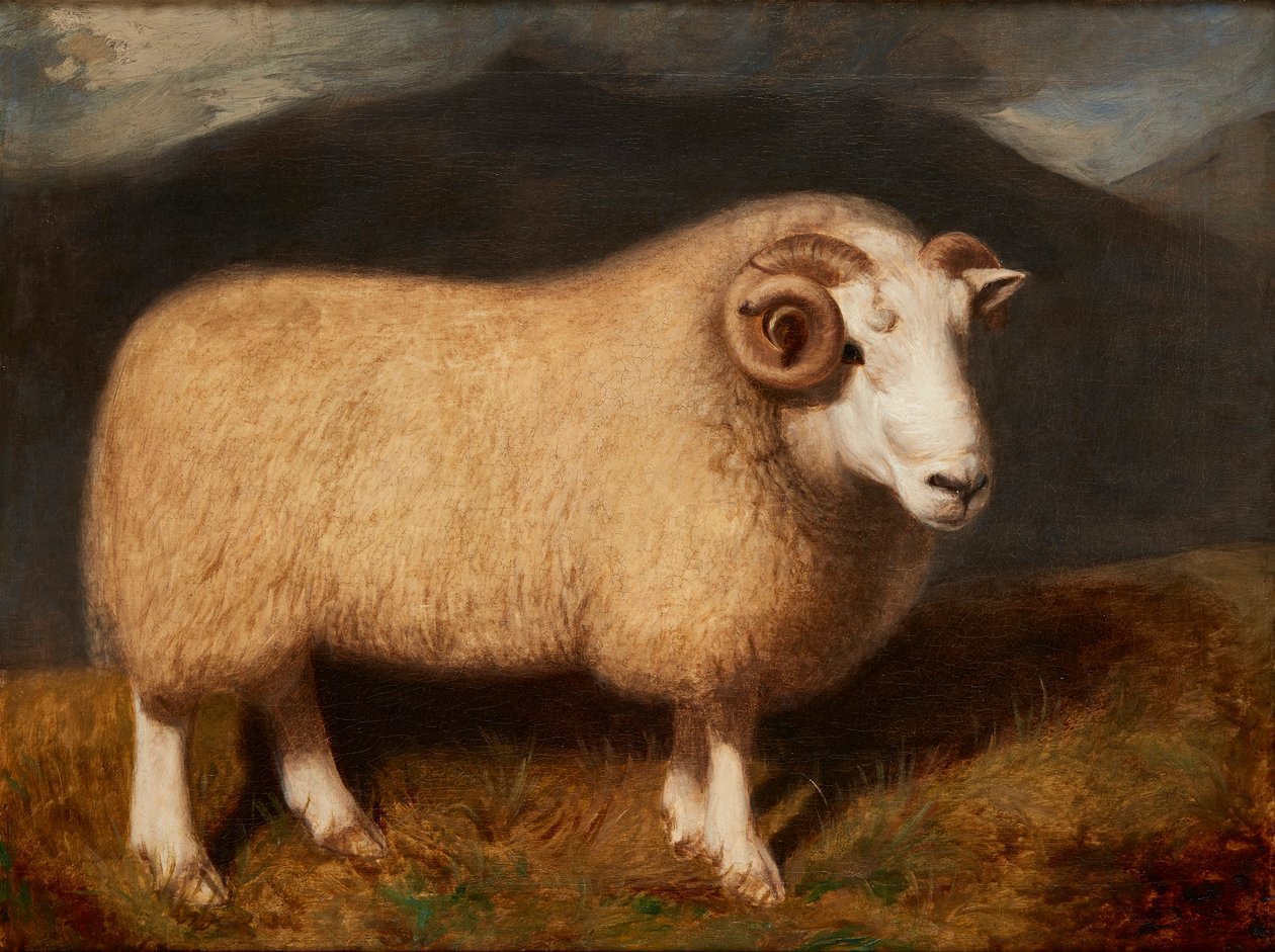 Cheviot Ram (olaj, vászon) alkotó: William Shiels
