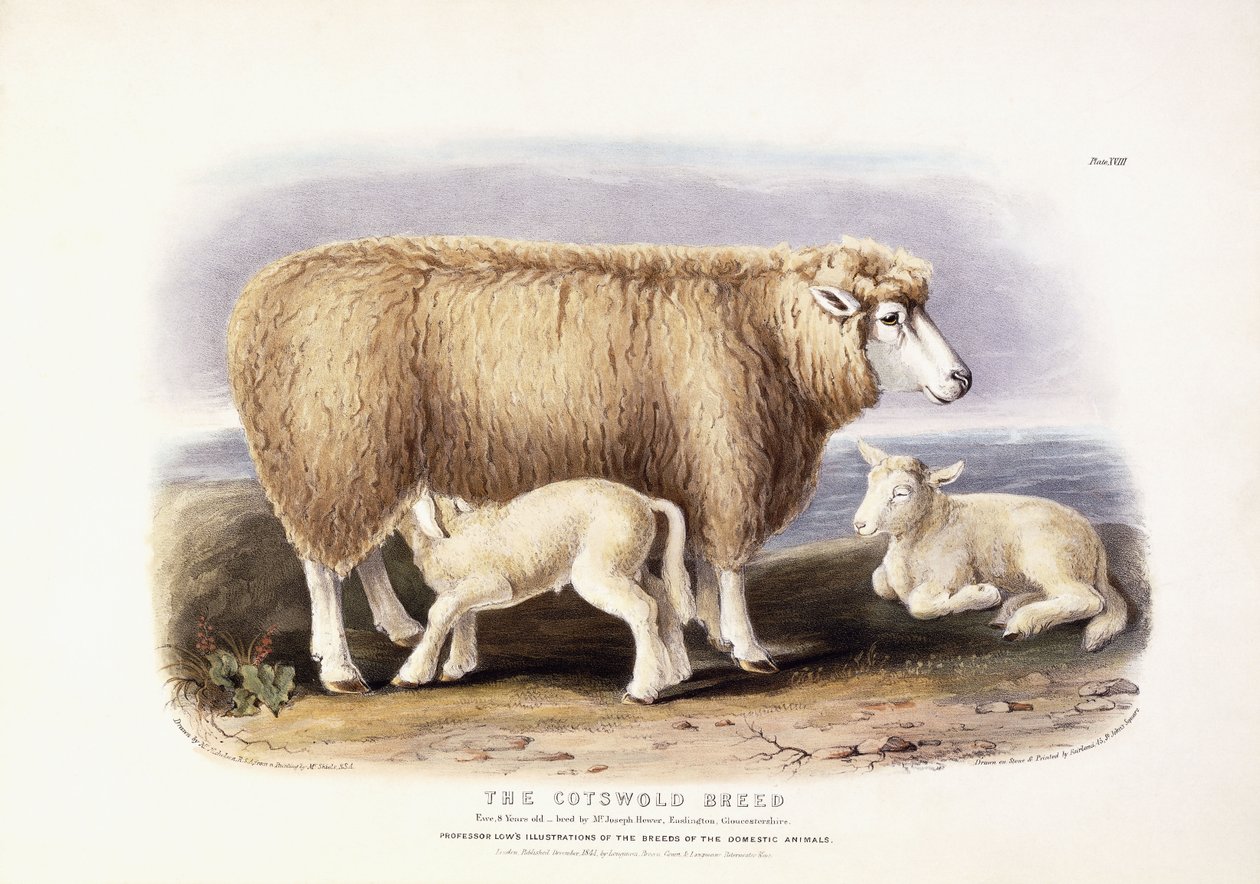 A Cotswold fajta, anyajuh, 8 éves, 1840-1842 alkotó: William Shiels