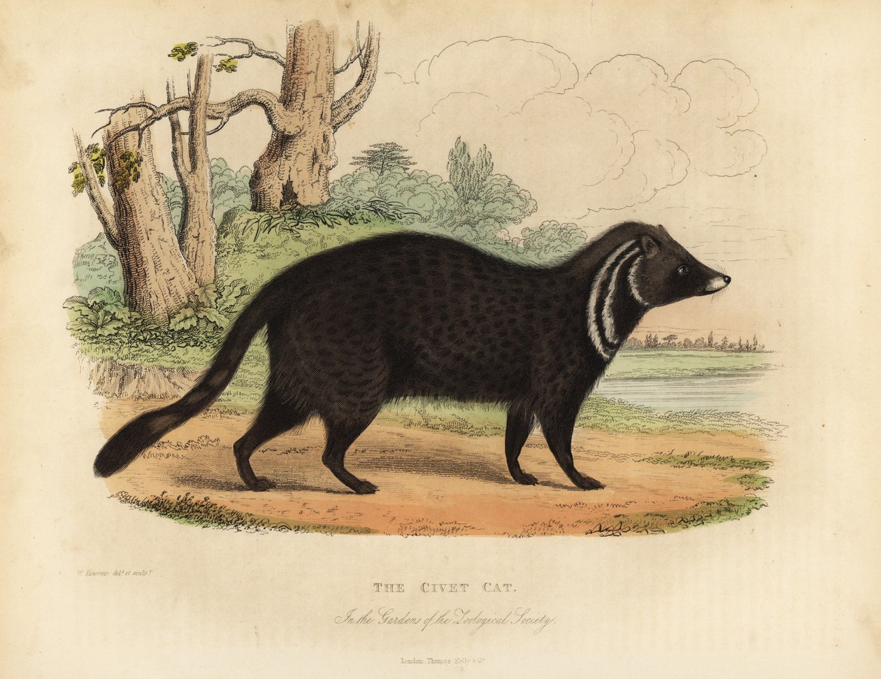 Afrikai cibet, Civettitis civetta. alkotó: William Smellie