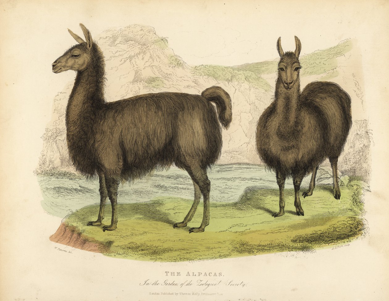 Alpaka, Vicuna pacos. alkotó: William Smellie