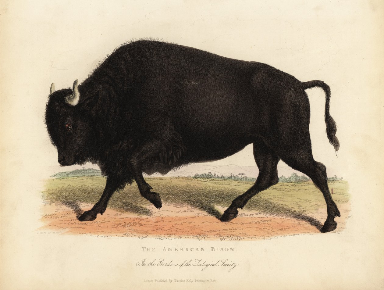Amerikai bölény vagy bivaly, Bölény bölény. alkotó: William Smellie