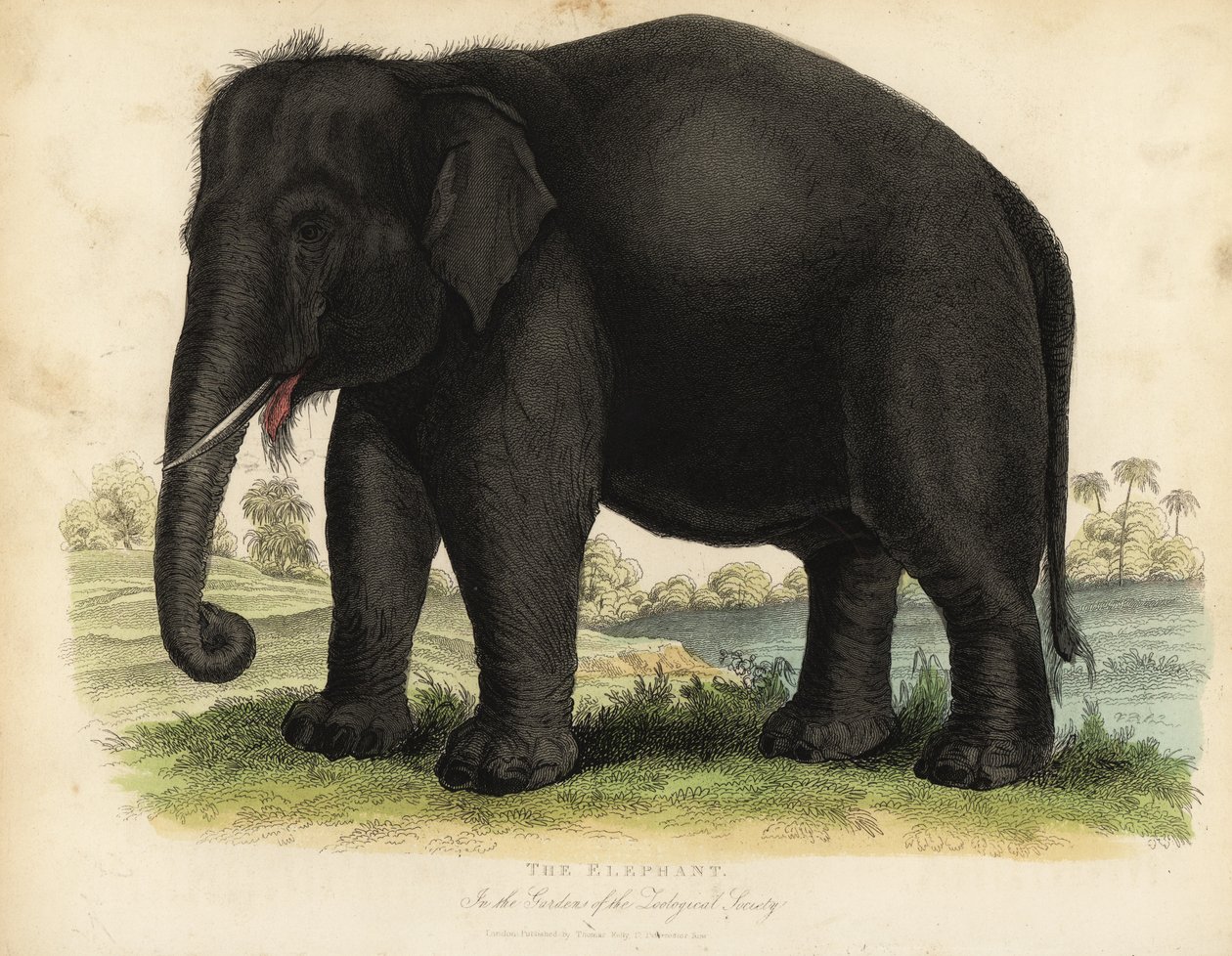Ázsiai elefánt, Elephas maximus, veszélyeztetett. alkotó: William Smellie