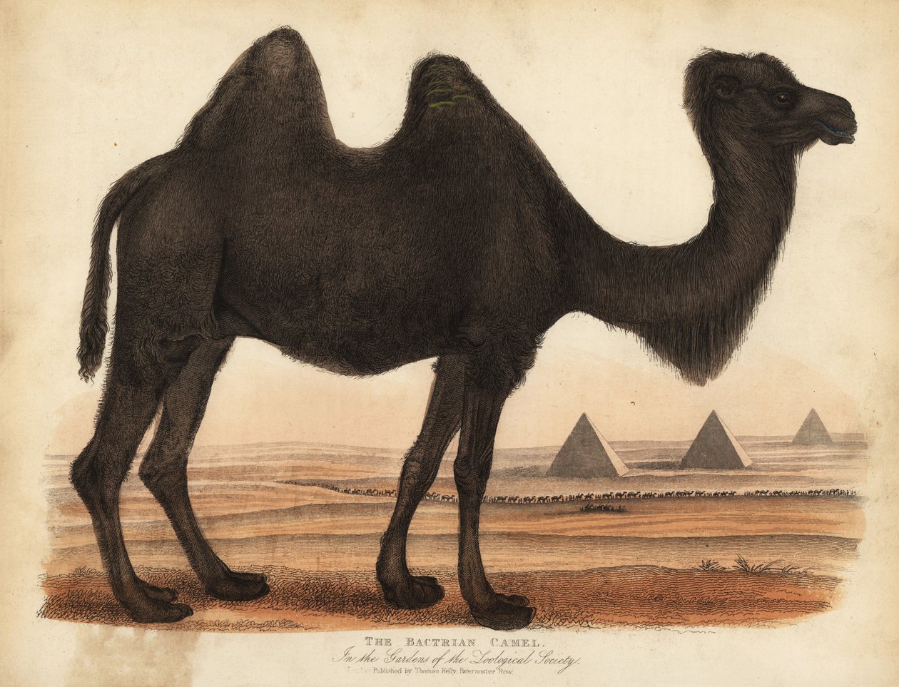 Bactrian teve, Camelus bactrianus. alkotó: William Smellie