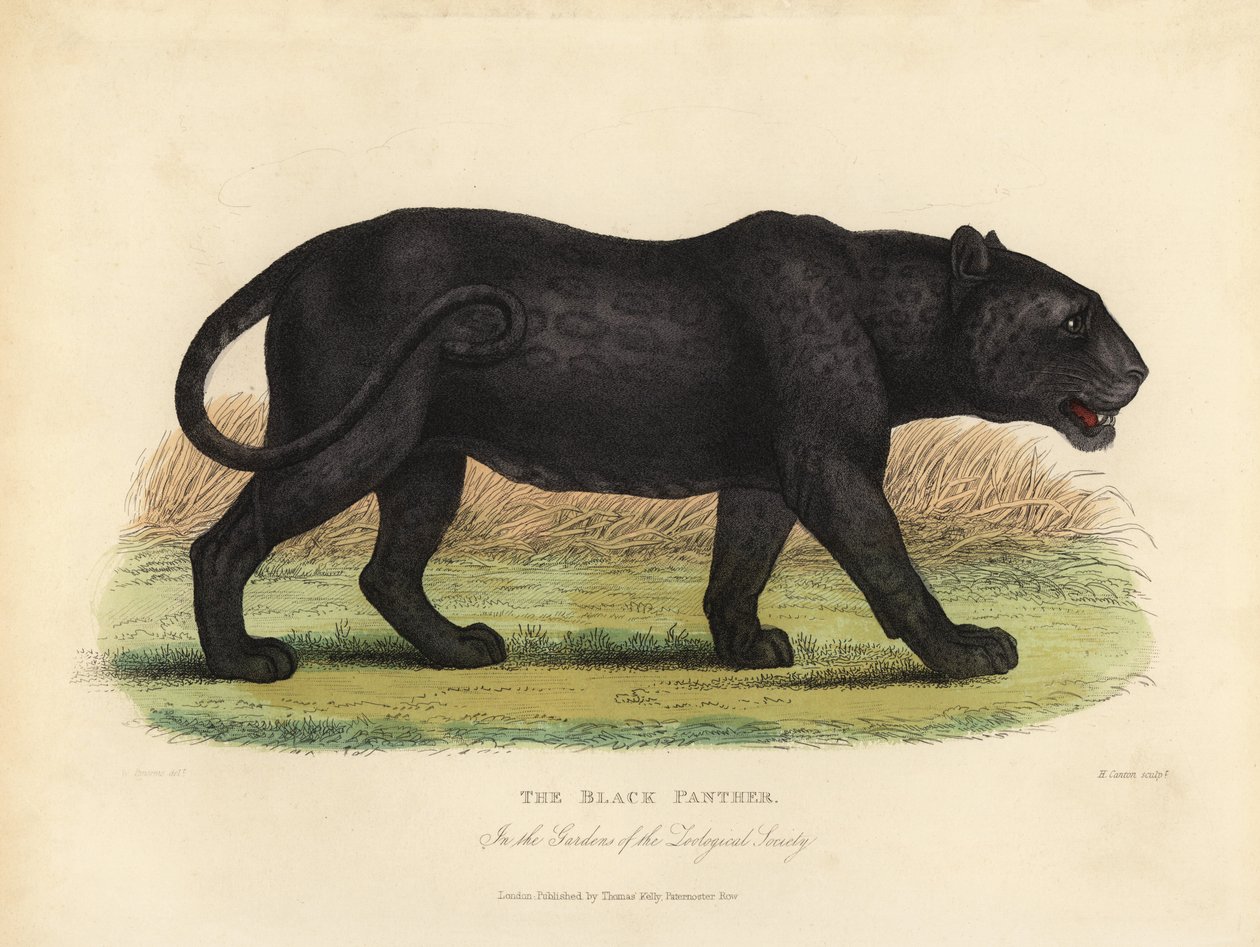 Fekete Párduc, Panthera Pards Ora Panthera Onka. alkotó: William Smellie
