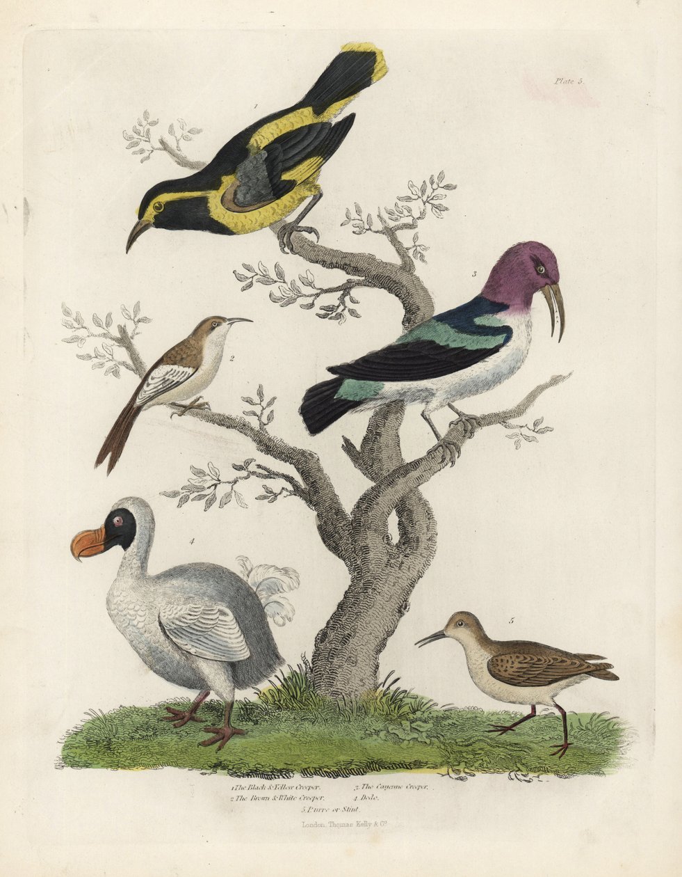 Fekete és sárga kúszónövény, barna és fehér kúszónövény, Certhia americana, Cayenne kúszónövény, Dacnis cayana, Dodo, Raphus cucullatus és purre vagy stint, Calidris alpina. Kézzel színezett rézmetszet egy ismeretlen művésztől William Smellie Natural Histo alkotó: William Smellie
