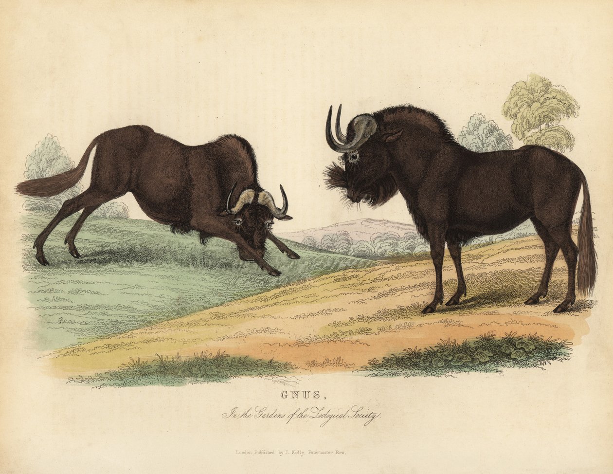 Fekete gnú, Connochaetes gnou. alkotó: William Smellie