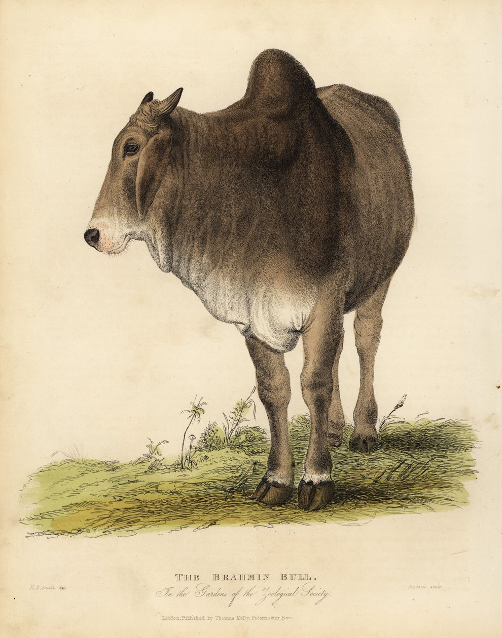 Brahma fajta zebu szarvasmarha, Bos taurus indicus. alkotó: William Smellie