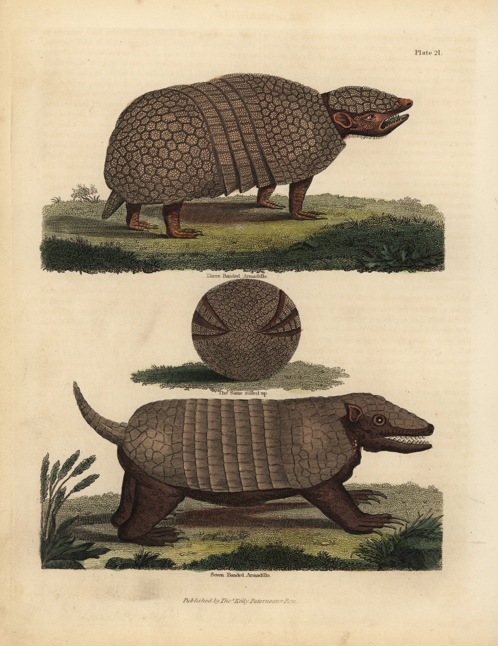 Brazil háromsávos tatu és hétsávos tatu. alkotó: William Smellie