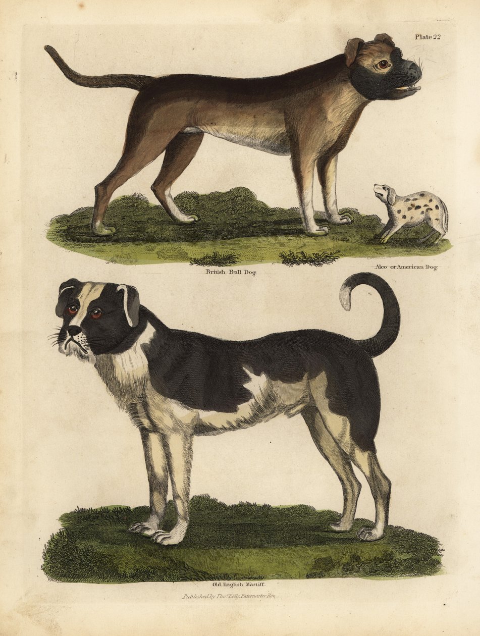Kutyafajták, Canis lupus familiaris. alkotó: William Smellie