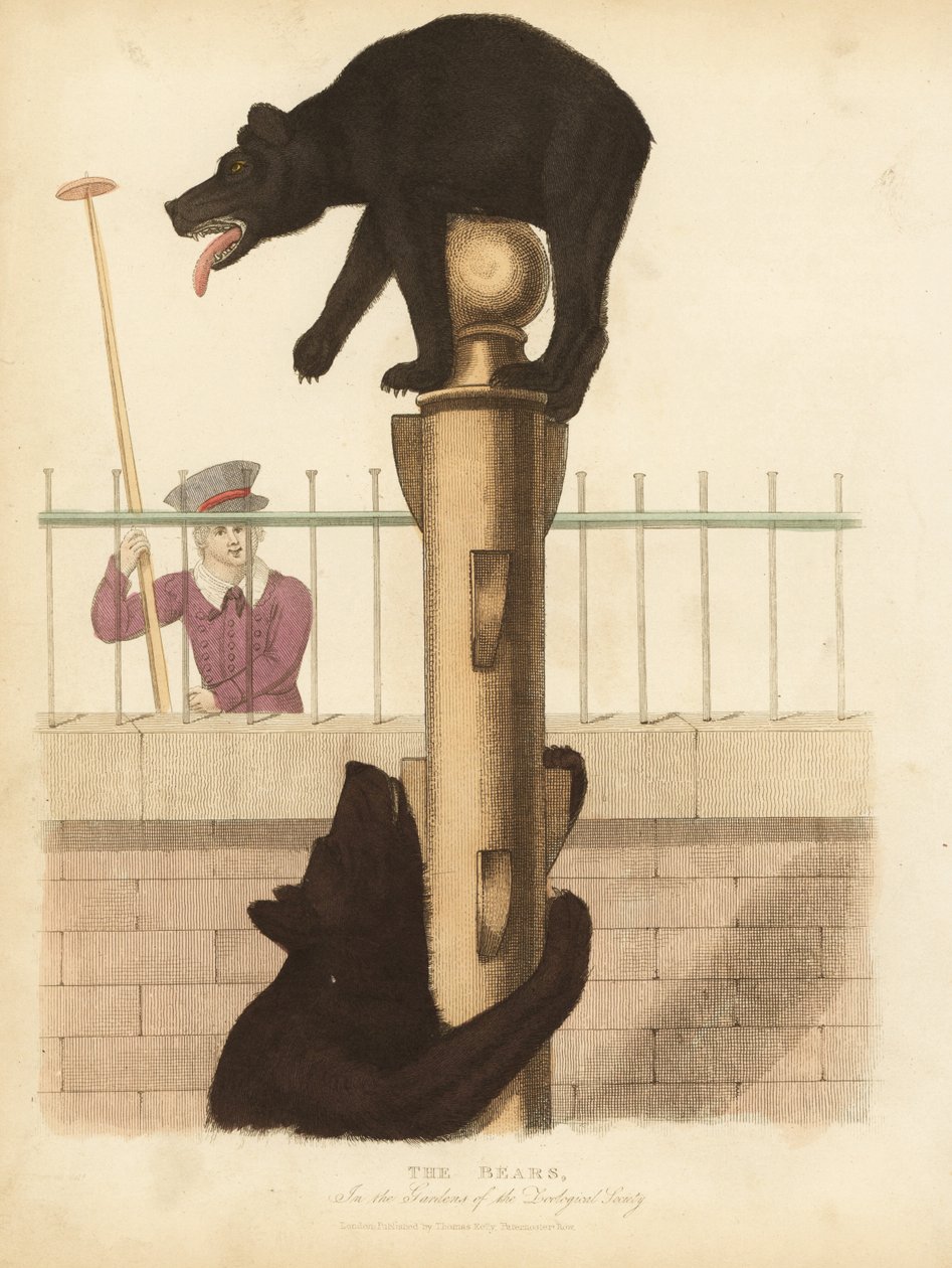 Barnamedve, jegesmedve. alkotó: William Smellie