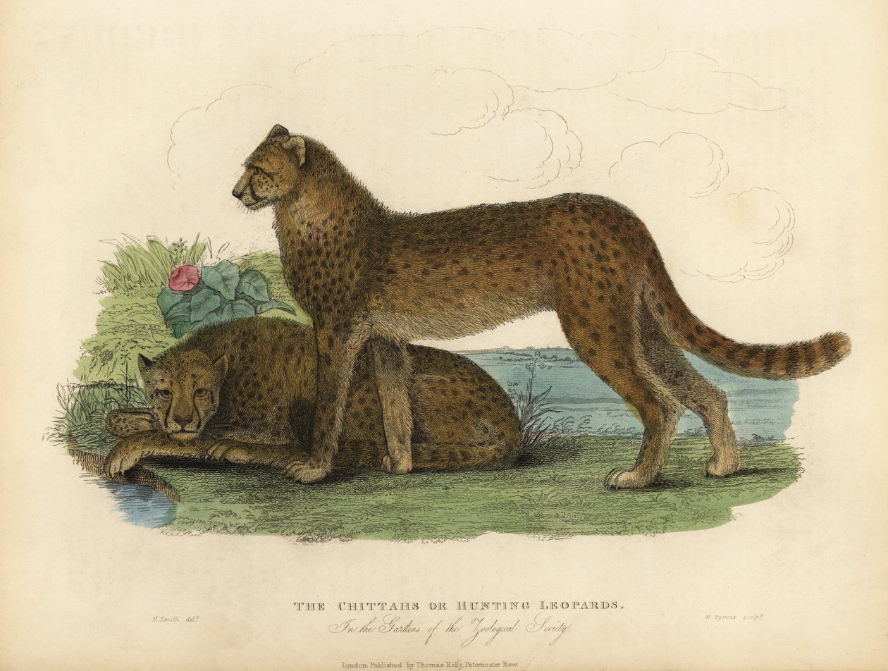Gepárd, Acinonyx jubatus. alkotó: William Smellie