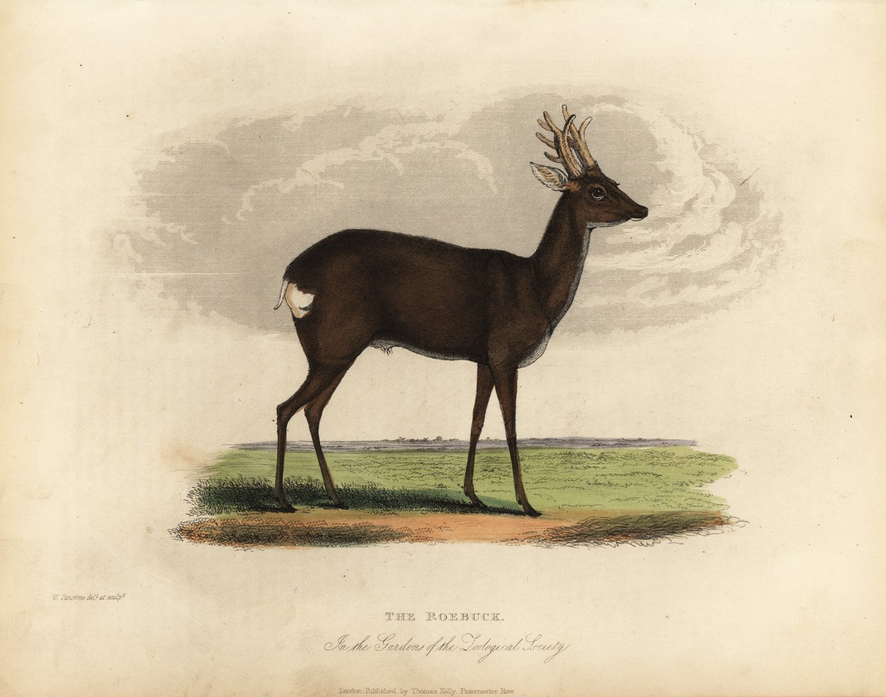 Európai őz, Capreolus capreolus. alkotó: William Smellie