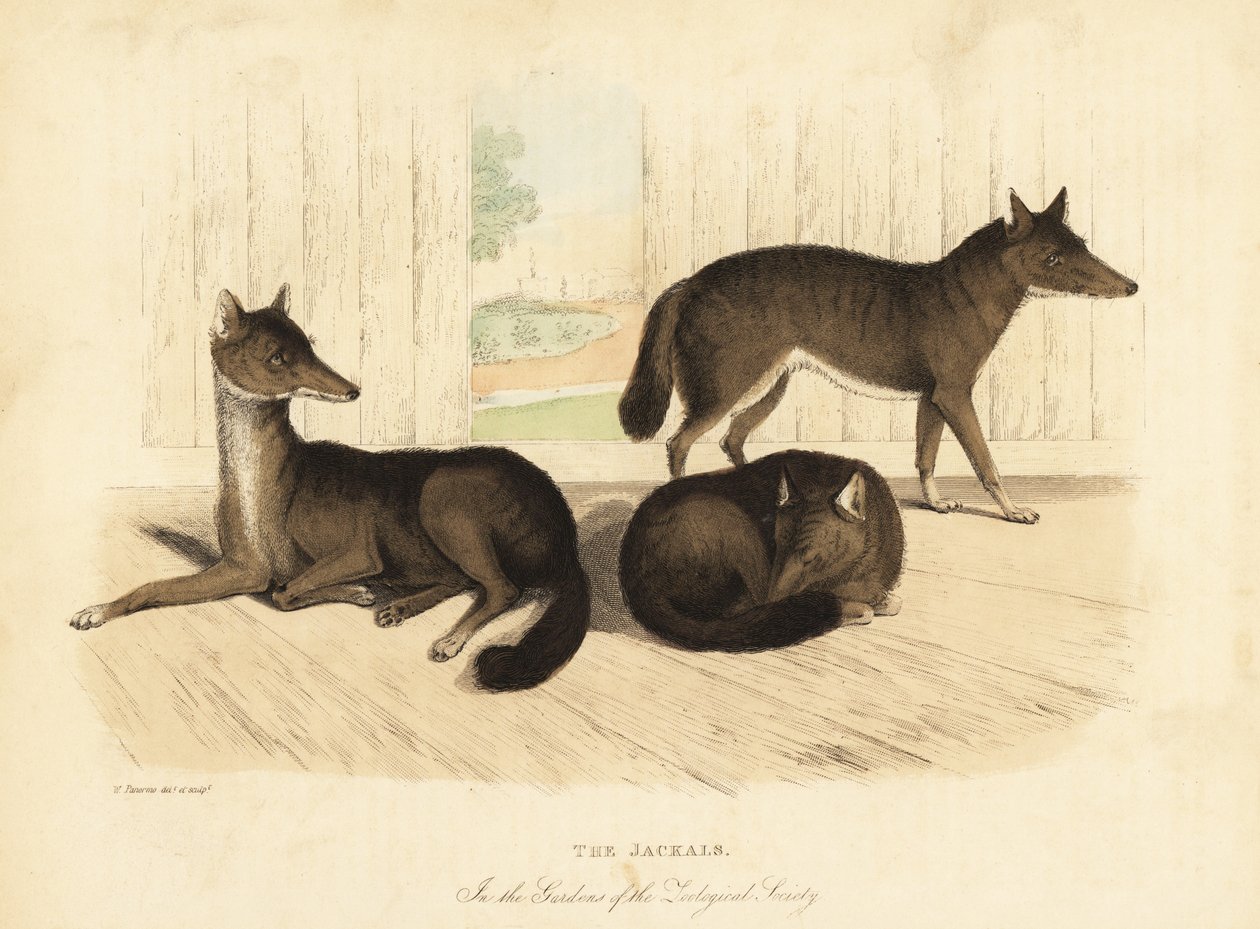Aranysakál, Canis aureus. alkotó: William Smellie