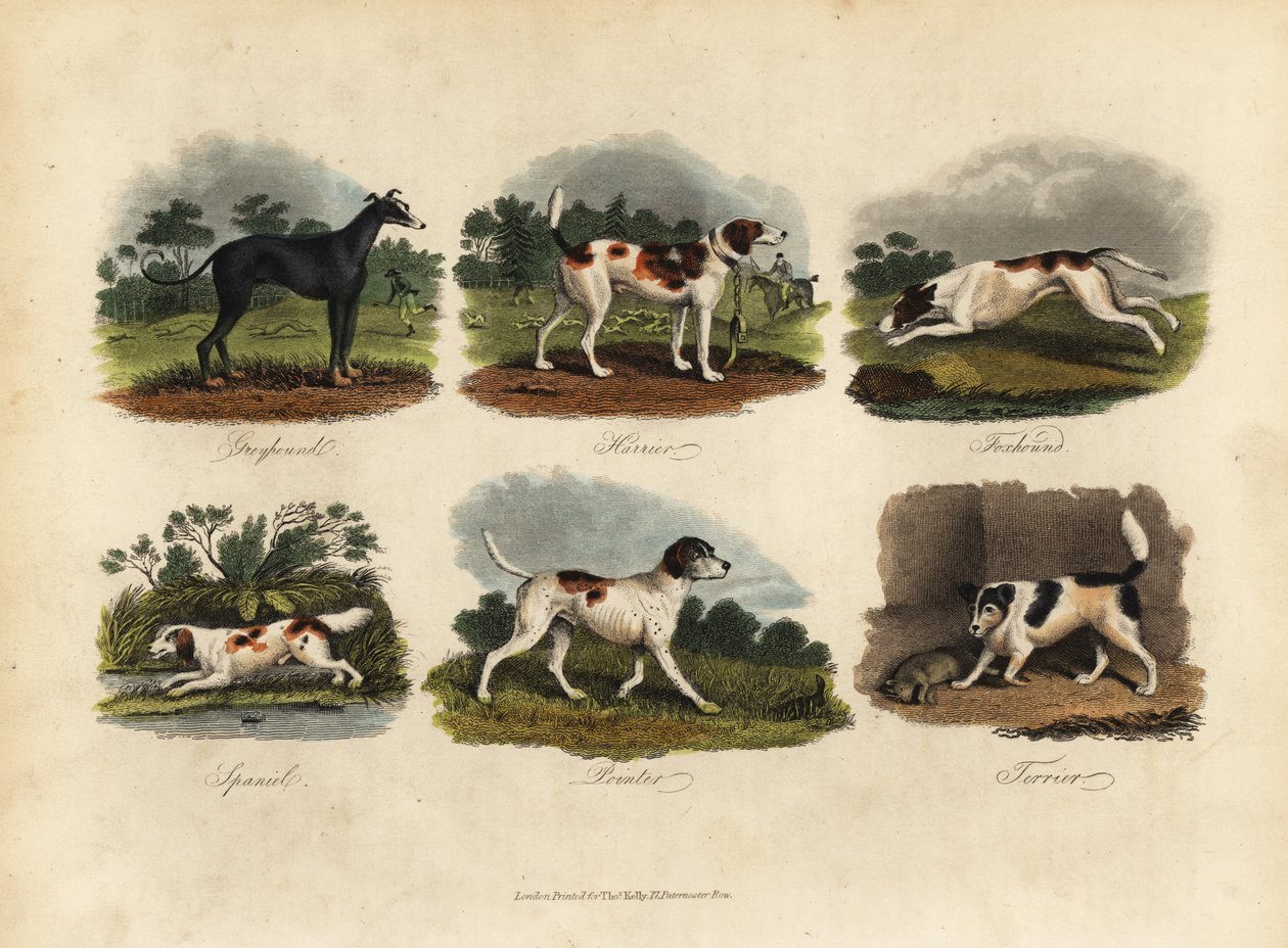 Agár, harrier, rókakutya, spániel, pointer, terrier. alkotó: William Smellie