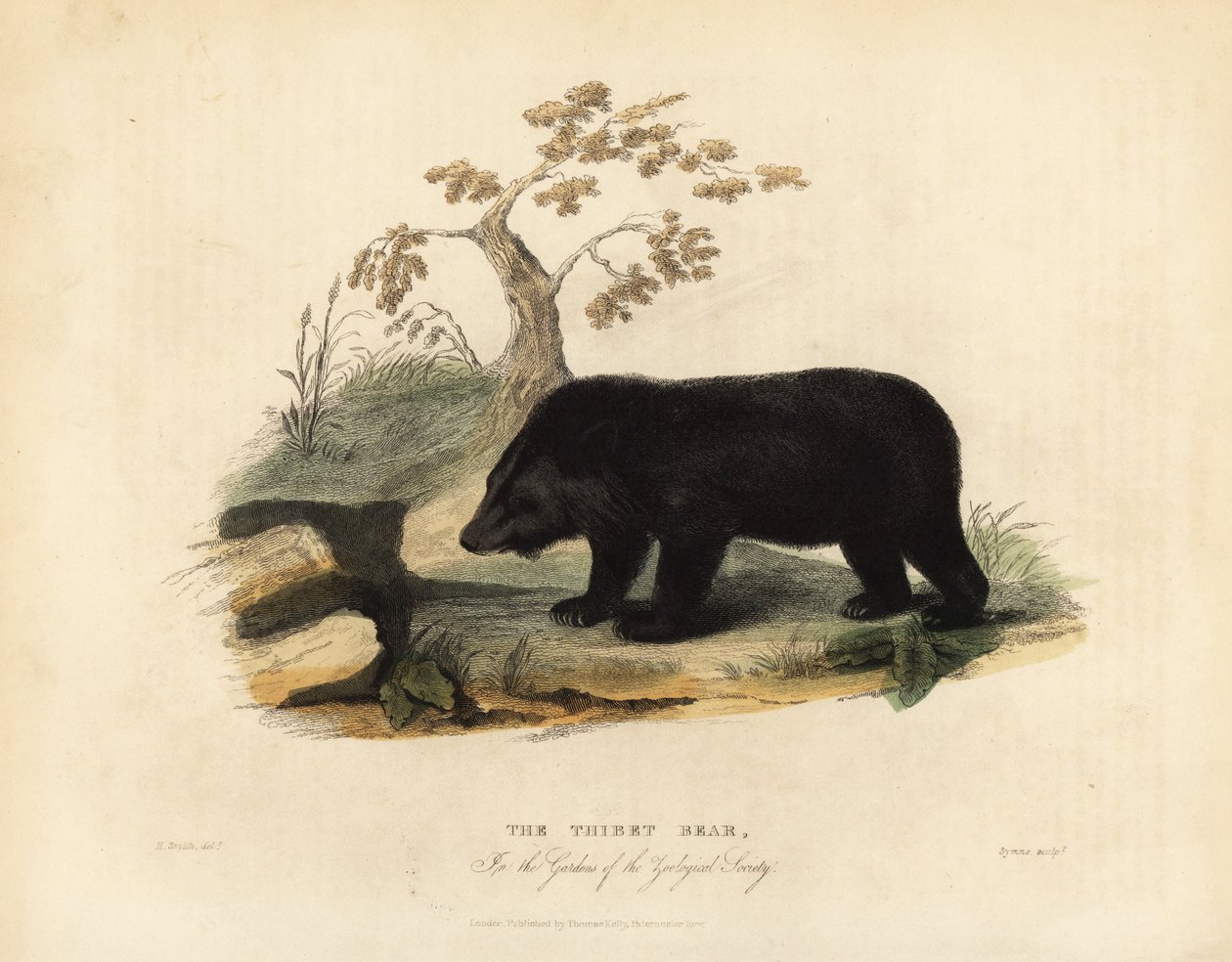 Himalájai fekete medve, Ursus thibetanus laniger. alkotó: William Smellie
