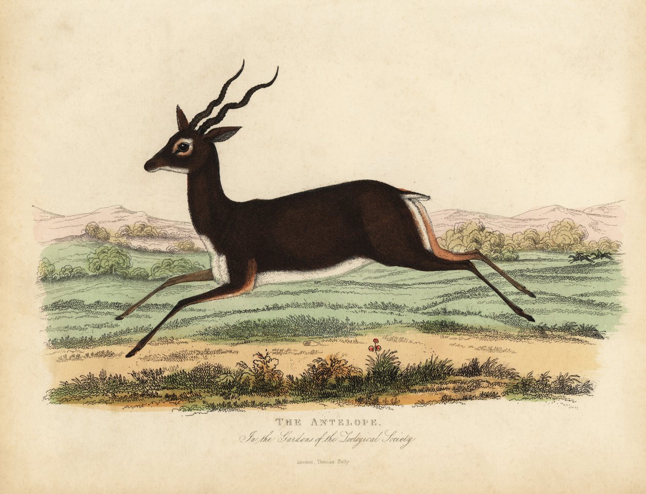 Indiai antilop vagy blackbuck, Antilope cervicapra. alkotó: William Smellie