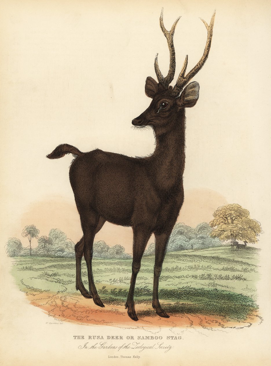 jávai szarvas vagy szunda sambar szarvas, Rusa timorensis. Sebezhető. alkotó: William Smellie