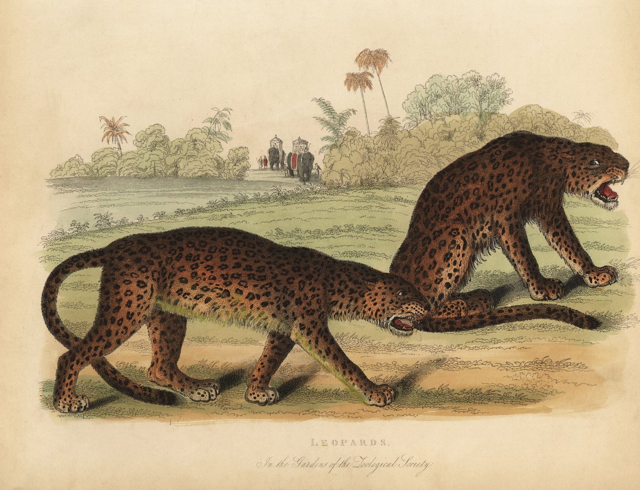 Leopárdok, Panthera pardus. alkotó: William Smellie