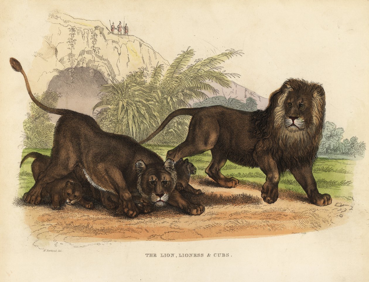 Oroszlán, Oroszlán és Kölykök, Panthera leo. alkotó: William Smellie