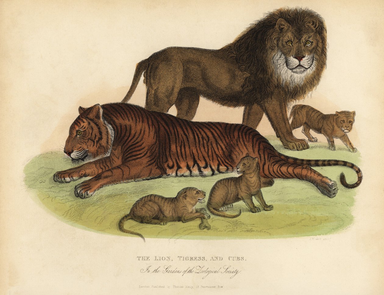 Oroszlán, Tigris és Kölykök. alkotó: William Smellie
