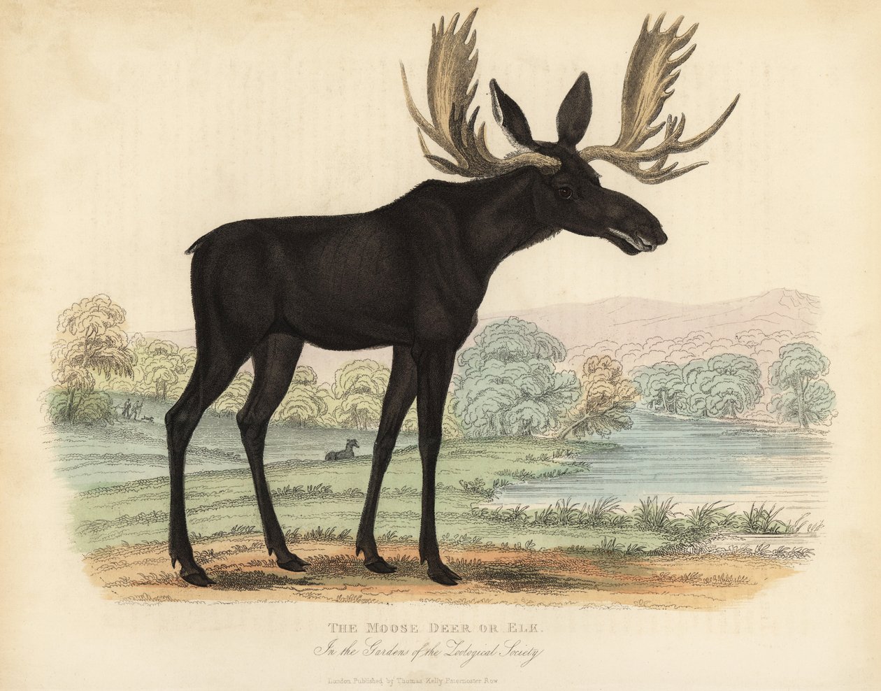 Jávorszarvas vagy jávorszarvas, Alces alces. alkotó: William Smellie