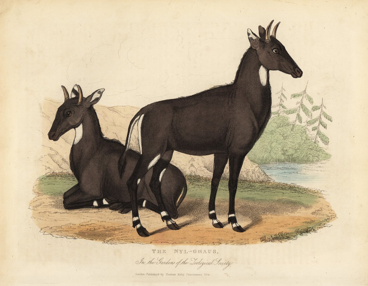 Nilgai vagy kék bika, Boselaphus tragocamelus. alkotó: William Smellie