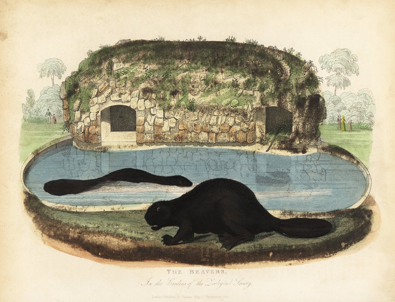 Észak-amerikai hód, Castor canadensis. alkotó: William Smellie