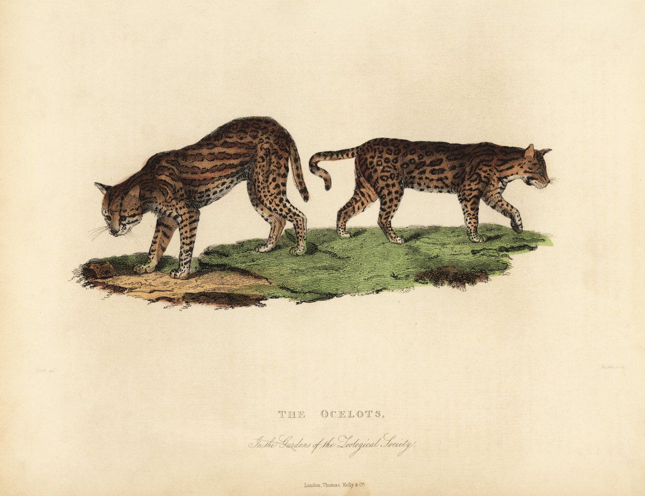 Ocelot, Leopárd alkotó: William Smellie