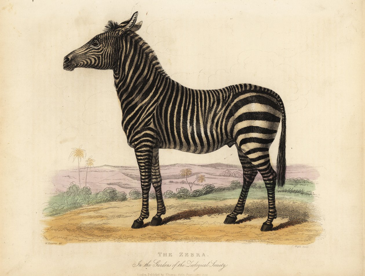 Síksági zebra, Equus quagga. alkotó: William Smellie