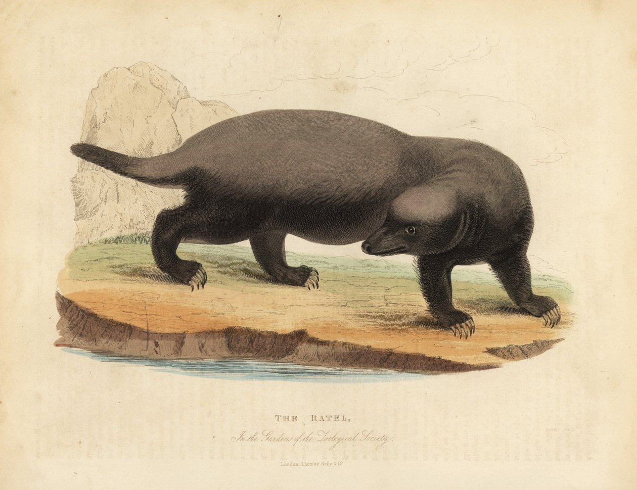 Ratel vagy mézborz, Mellivora capensis. alkotó: William Smellie