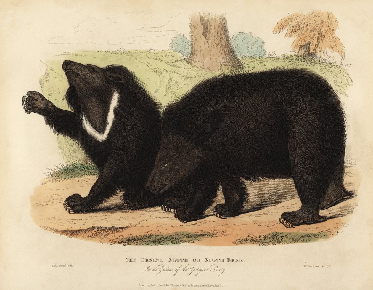 lajhár medve, Melursus ursinus. Sebezhető. alkotó: William Smellie