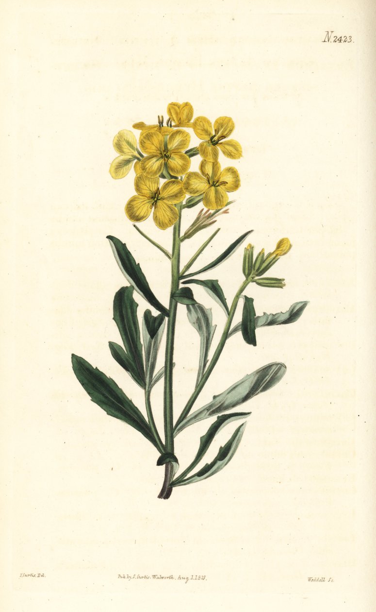 Büdös falvirág, Erysimum odoratum (Édes illatú alpesi sövénymustár, Erysium lanceolatum minus). Weddell kézi színű rézmetszete John Curtis botanikai illusztrációja nyomán a William Curtis Botanical Magazine-ból, Samuel Curtis, London alkotó: William Smellie