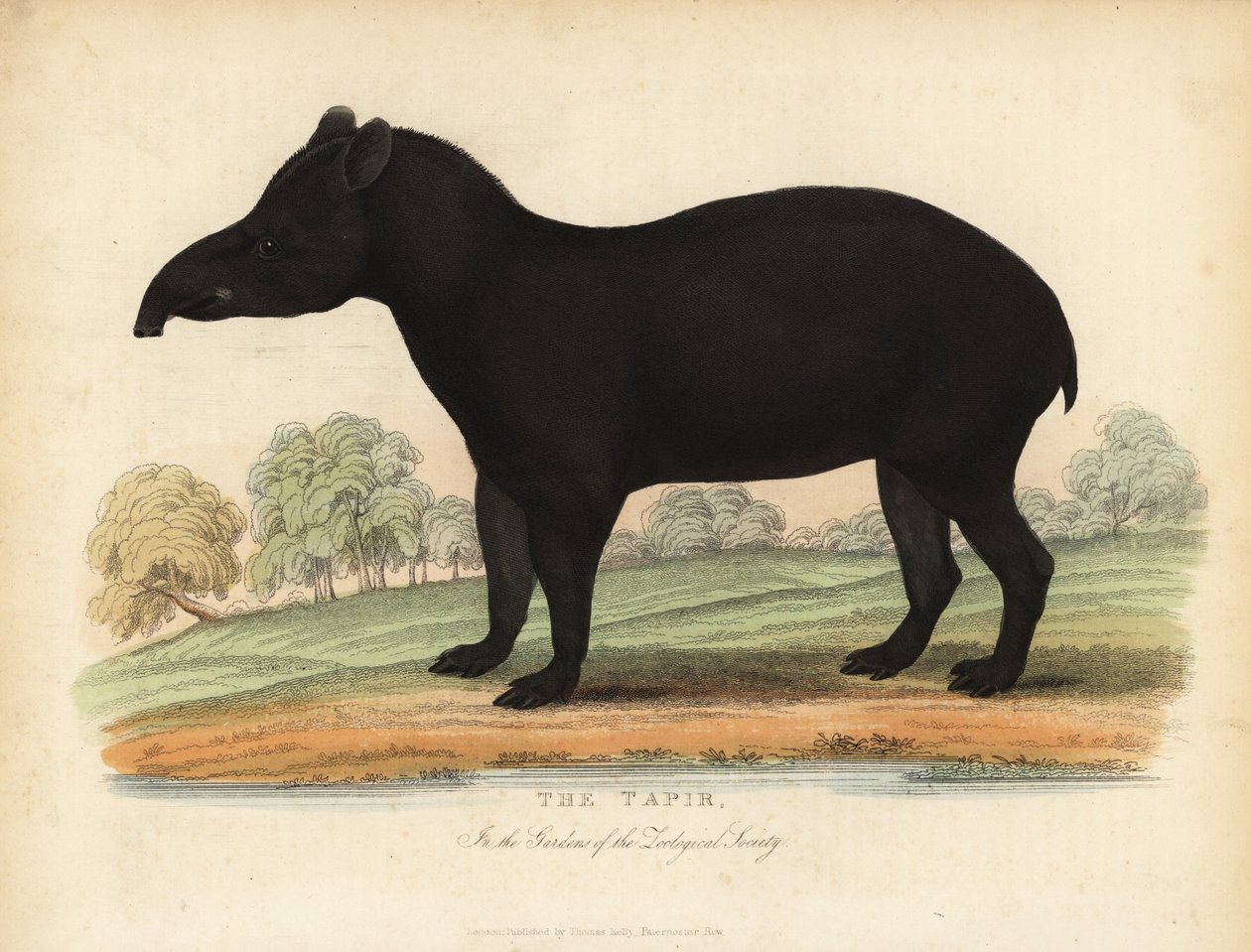 Dél-amerikai tapír, Tapirus terrestris, sebezhető. alkotó: William Smellie