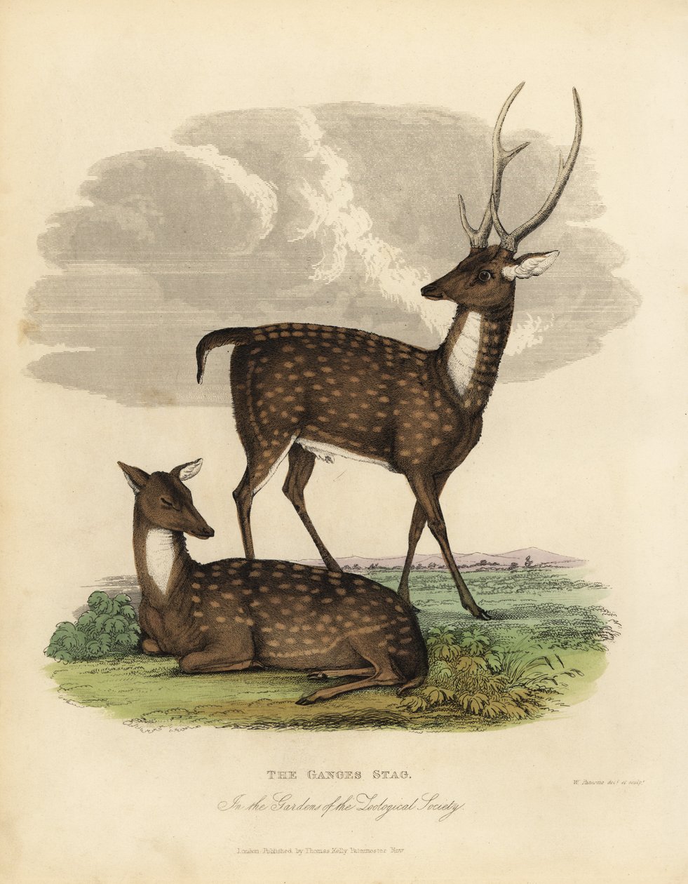 Mocsári szarvas vagy oroszlán, Rucervus duvaucelii. alkotó: William Smellie