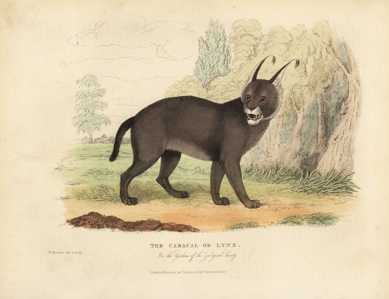 A Caracal vagy a hiúz. alkotó: William Smellie