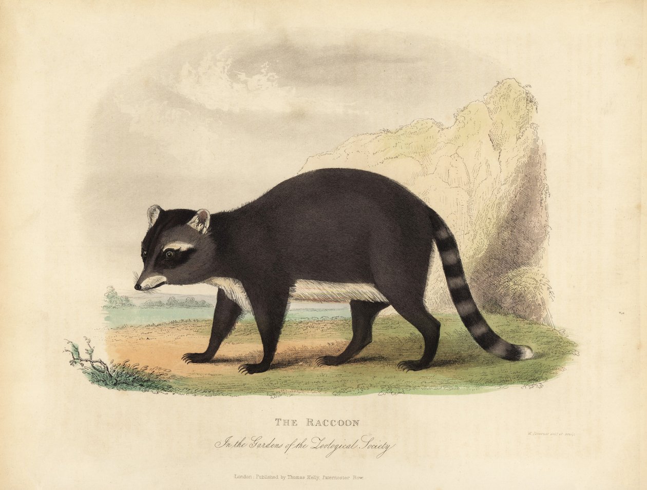 A mosómedve, Procyon lotor. alkotó: William Smellie