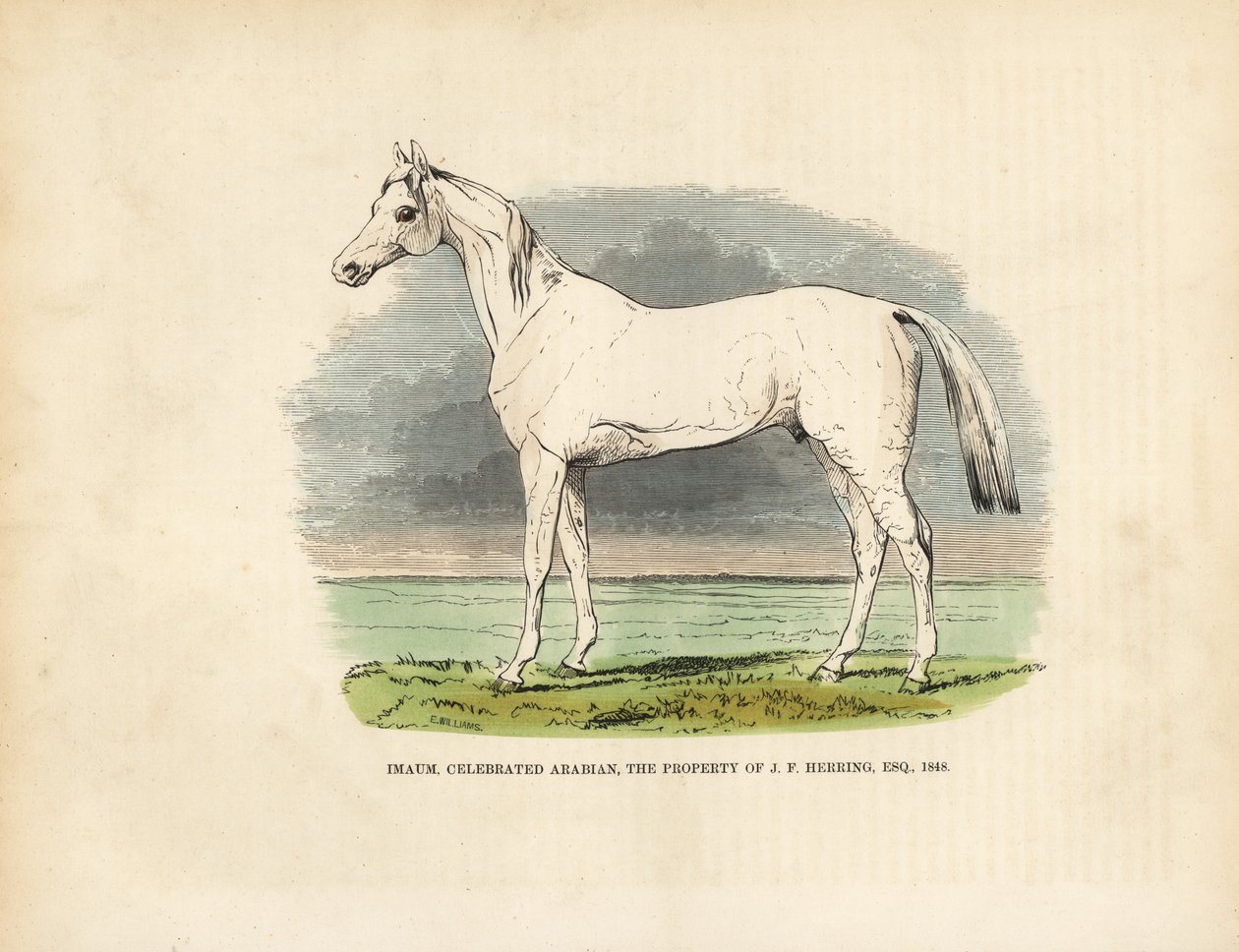 Imaum telivér arab ló. alkotó: William Smellie