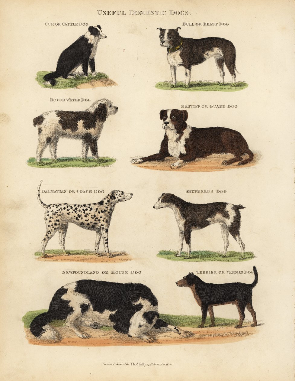 Hasznos házikutyák, Canis lupus familiaris. alkotó: William Smellie