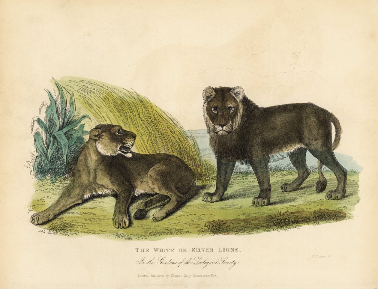 Fehér vagy ezüst oroszlán, Panthera leo melanochaita. alkotó: William Smellie