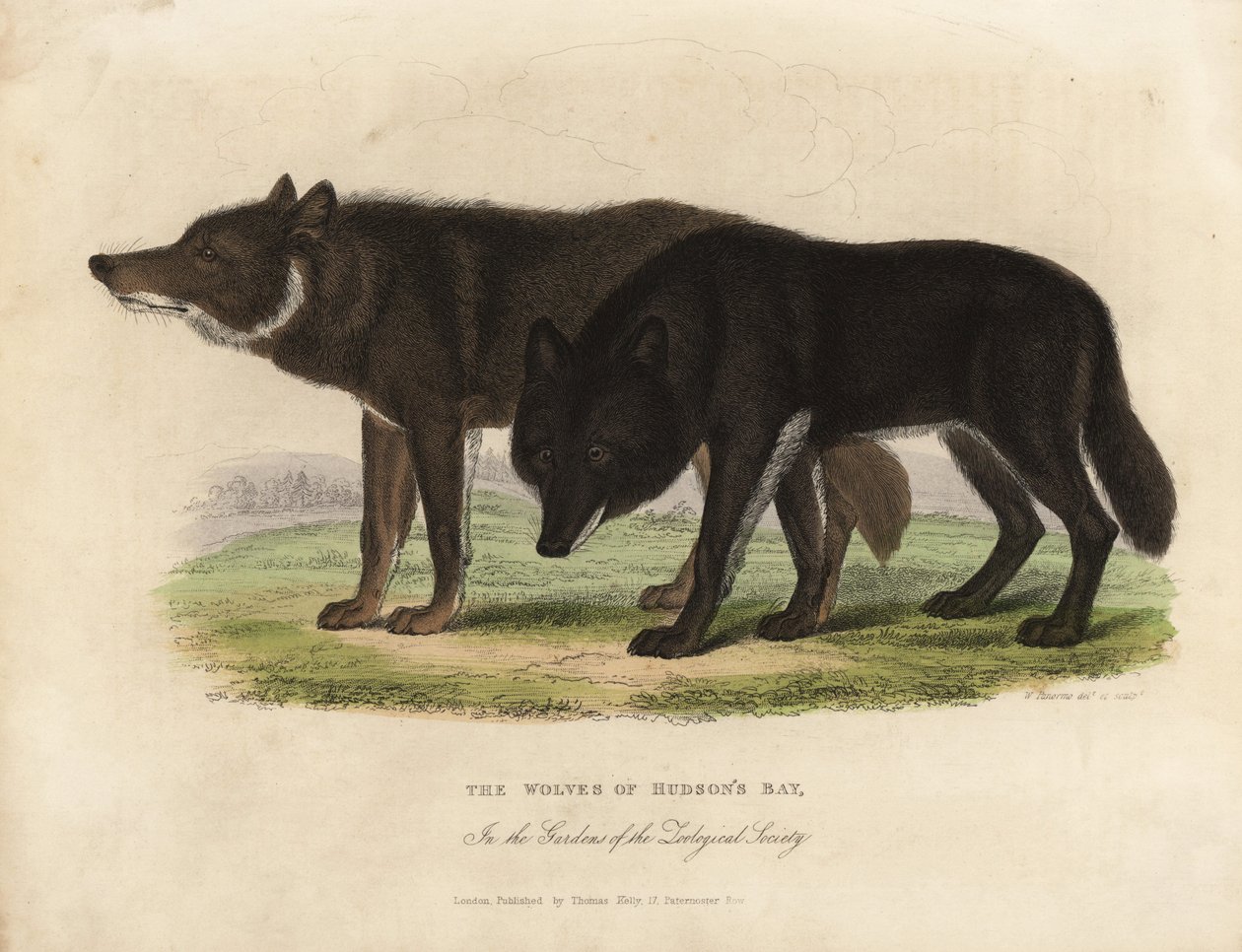A Hudson-öböl farkasai, Canis lupus. alkotó: William Smellie